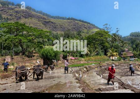 Rice fields being plowed by local people and also using buffalos, in Uda Walawe, Sri Lanka Stock Photo