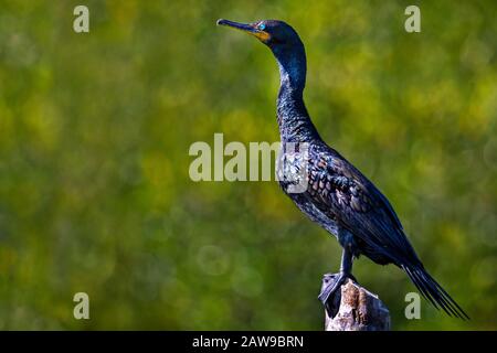 Indian cormorant known also as Phalacrocorax fuscicollis in latin, Madu river, Sri Lanka Stock Photo