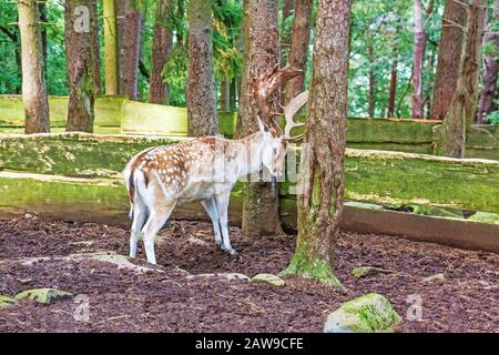Male red deer standing at a tree Stock Photo