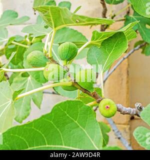 Green raw figs on fig tree Stock Photo
