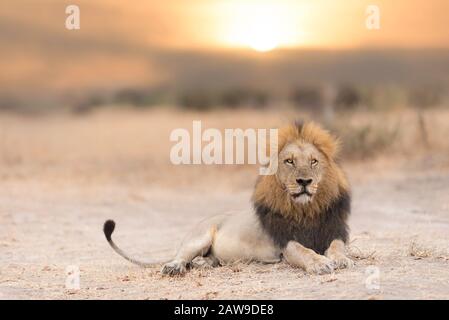 Male ion in the wilderness of Africa Stock Photo