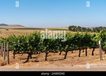 Durbanville, Cape Town, South Africa. Dec 2019.  Grapes on vines in the Durbanville wine growing region close to Cape Town, South Africa. Cabernet Sau Stock Photo