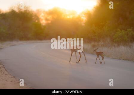 Impala calf, baby impala in the wilderness of Africa Stock Photo