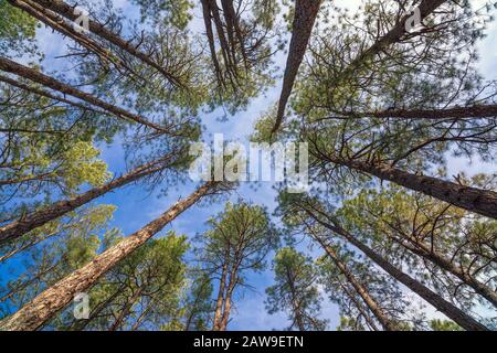 Looking up through pine trees in a forest in Payson, Arizona Stock Photo
