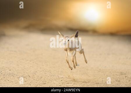 Impala calf, baby impala in the wilderness of Africa Stock Photo