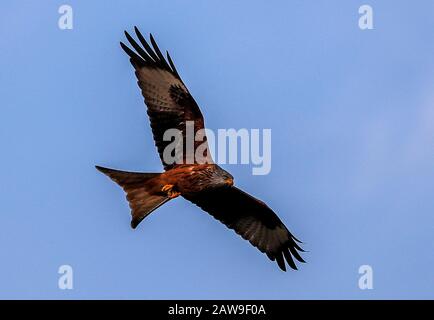 A Red Kite bird looks for thermals near Henley-on-Thames. PA Photo. Picture date: Friday February 7, 2020. Photo credit should read: Steve Parsons/PA Wire Stock Photo