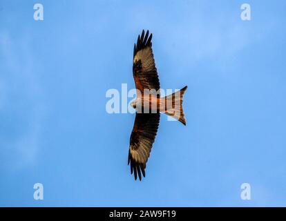 A Red Kite bird looks for thermals near Henley-on-Thames. PA Photo. Picture date: Friday February 7, 2020. Photo credit should read: Steve Parsons/PA Wire Stock Photo