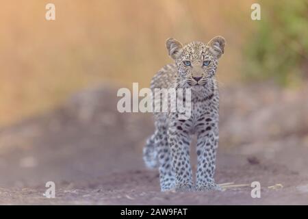Leopard cub portrait in the wilderness of Africa Stock Photo