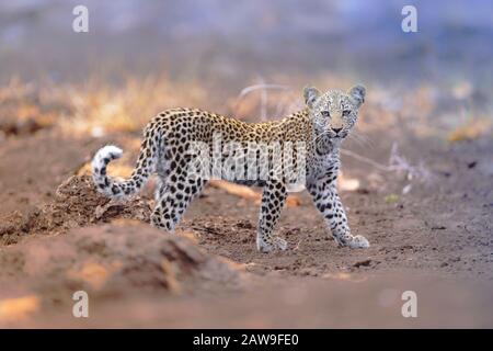 Leopard cub portrait in the wilderness of Africa Stock Photo