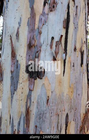 Close up of the bark of a River Red Gum tree, Eucalyptus camaldulensis Stock Photo