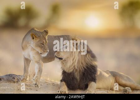 Male ion in the wilderness of Africa Stock Photo
