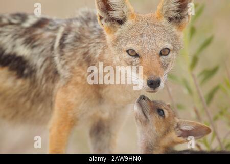 Jackal in the wilderness of Africa Stock Photo