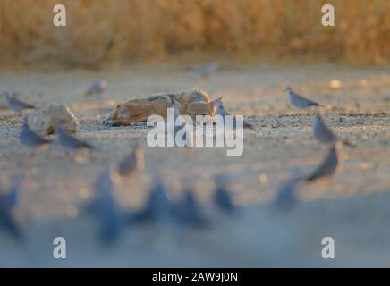 Jackal in the wilderness of Africa Stock Photo