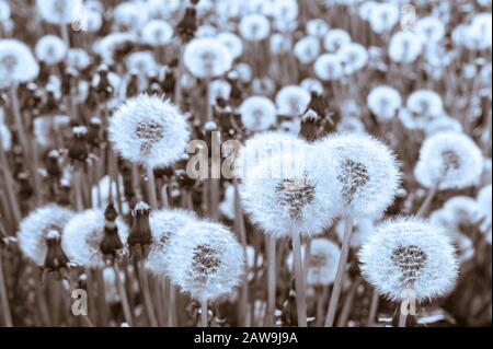 Surprisingly large number of dandelions in a field on Japonski Island near downtown Sitka, Alaska, USA. Stock Photo