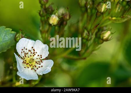 Rosa canina, commonly known as the dog rose, in front a open blossom, in the back many buds Stock Photo