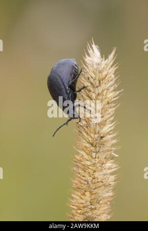 Leaf beetle (Galeruca tanaceti) Stock Photo