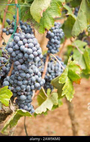 Large bunch of red wine grapes. Ripe grapes with green leaves in direct sunlight. Nature background with vineyard. Wine concept. Vertical, warm color Stock Photo