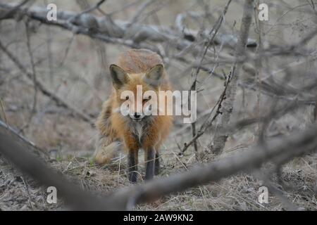 Female Red Fox Stretching Stock Photo