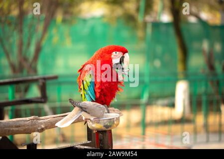 Portrait of colorful Scarlet Macaw parrot with a dove in zoo eating nuts Stock Photo