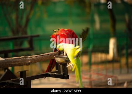 Portrait of colorful Scarlet Macaw parrot with green parrot in zoo eating nuts Stock Photo