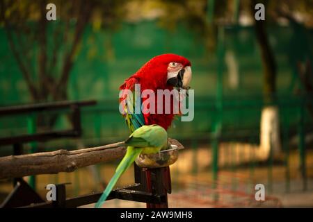 Portrait of colorful Scarlet Macaw parrot with green parrot in zoo eating nuts Stock Photo
