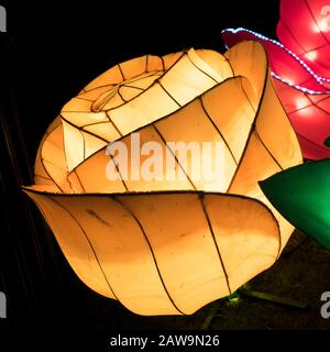 A yellow rose flower floral bright light exhibit Chiswick House and Gardens Lightopia lights festival show 2020 after dark at night in winter Stock Photo