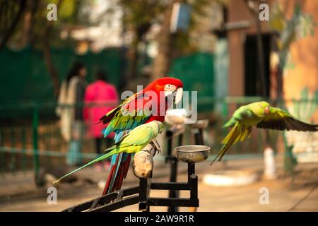Portrait of colorful Scarlet Macaw parrot with green parrot in zoo eating nuts Stock Photo
