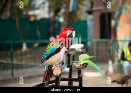 Portrait of colorful Scarlet Macaw parrot with green parrot and dove in zoo eating nuts Stock Photo