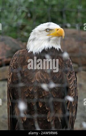 Weisskopfseeadler Stock Photo