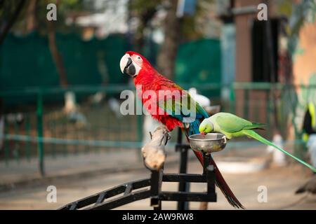 Portrait of colorful Scarlet Macaw parrot with green parrot in zoo eating nuts Stock Photo