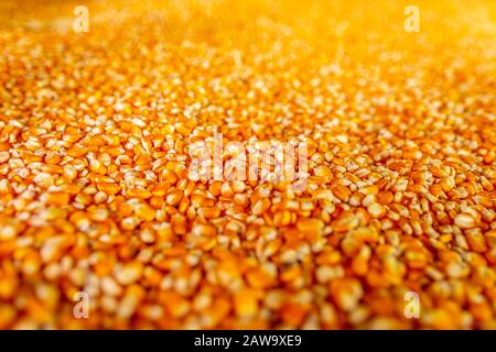 Raw sweet yellow corn with golden background Stock Photo