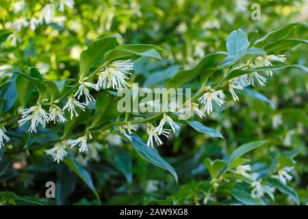 Sarcococca confusa.  Highly fragrant flowers of sweet box in winter. UK Stock Photo