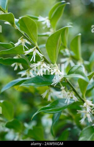 Sarcococca confusa.  Highly fragrant flowers of sweet box in winter. UK Stock Photo