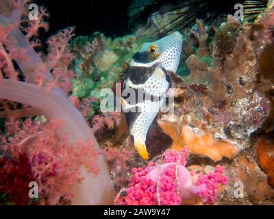 A small Black-saddled Toby (Canthigaster valentini)