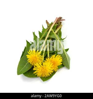 Dandelion flower and dandelion leaves  isolated on a white background. Stock Photo