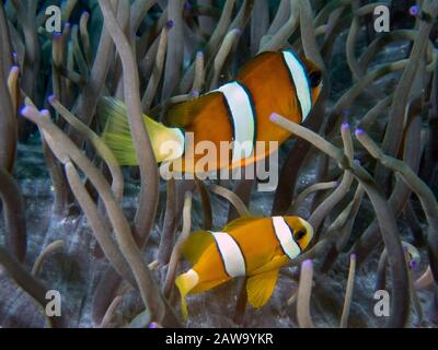 Clarkes Anemonefish (Amphiprion clarckii) in Malapascua, Philippines Stock Photo
