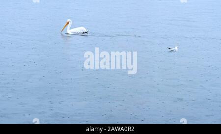 A one Pelican swimming and seagull landing to the sea in izmir city Turkey Stock Photo