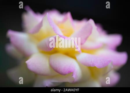 Elegant yellow rose with pink on petals Stock Photo