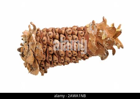 Cone isolated. Peeled cedar cone with nuts. Cedar pine nuts. Cones of a Manchurian cedar (Korean pine). Ripe resinous cones. Russia. Far East. Stock Photo