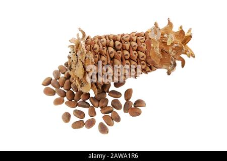Cone isolated. Peeled cedar cone with nuts. Cedar pine nuts. Cones of a Manchurian cedar (Korean pine). Ripe resinous cones. Russia. Far East. Stock Photo