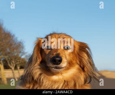 Portrait of a cute long haired miniature dachshund outside against a blue sky Stock Photo