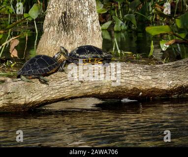 Two water turtles sitting and sunbathing on a tree trunk above a small pond. Two animals facing each other as if kissing. No people, sunny day. Stock Photo
