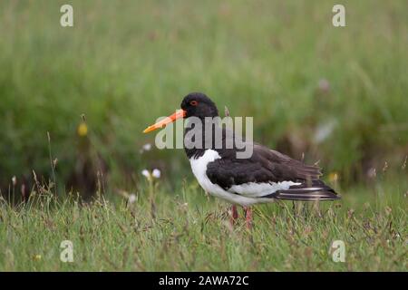 Eurasian Oystercatcher, Haematopus ostralegus,  Portrait of single adult standing in field.   Scotland, UK. Stock Photo