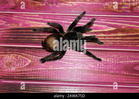 Spider tarantula Brachypelma albopilosum sits on a beautiful background Stock Photo