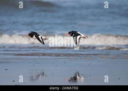 Eurasian Oystercatchers, Haematopus ostralegus,  Two adults flying along shoreline. Titchwell, Norfolk, UK, Stock Photo