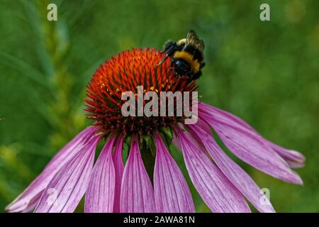 Echinacea purpurea, commonly called purple coneflower, is a coarse, rough-hairy, herbaceous perennial. Stock Photo
