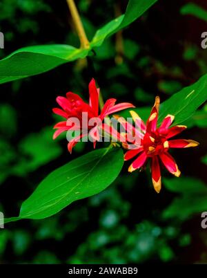 Spice Bush, Calycanthus occidentalis, Cypress Garden, Mill Valley California Stock Photo