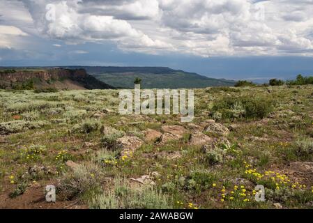 View Point on Grand Mesa National Forest Colorado has over 300 lakes. Wild flowers are in abundance in early summer. Stock Photo