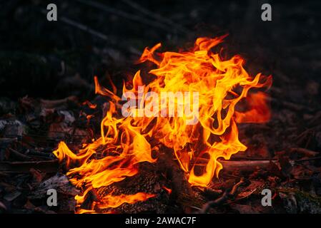 Burning wood at evening in the forest. Campfire at touristic camp at nature. Flame and fire sparks on dark abstract background. Concept of safety and Stock Photo