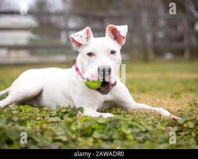 A white Pit Bull Terrier mixed breed dog lying in the grass and holding a ball in its mouth Stock Photo
